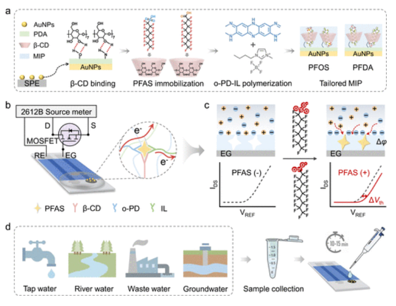 離子液體協(xié)同 β-CD 分子印跡 EGFET 傳感器 PFAS 快速檢測新技術(shù)
